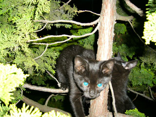 黒猫3