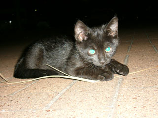 黒猫4